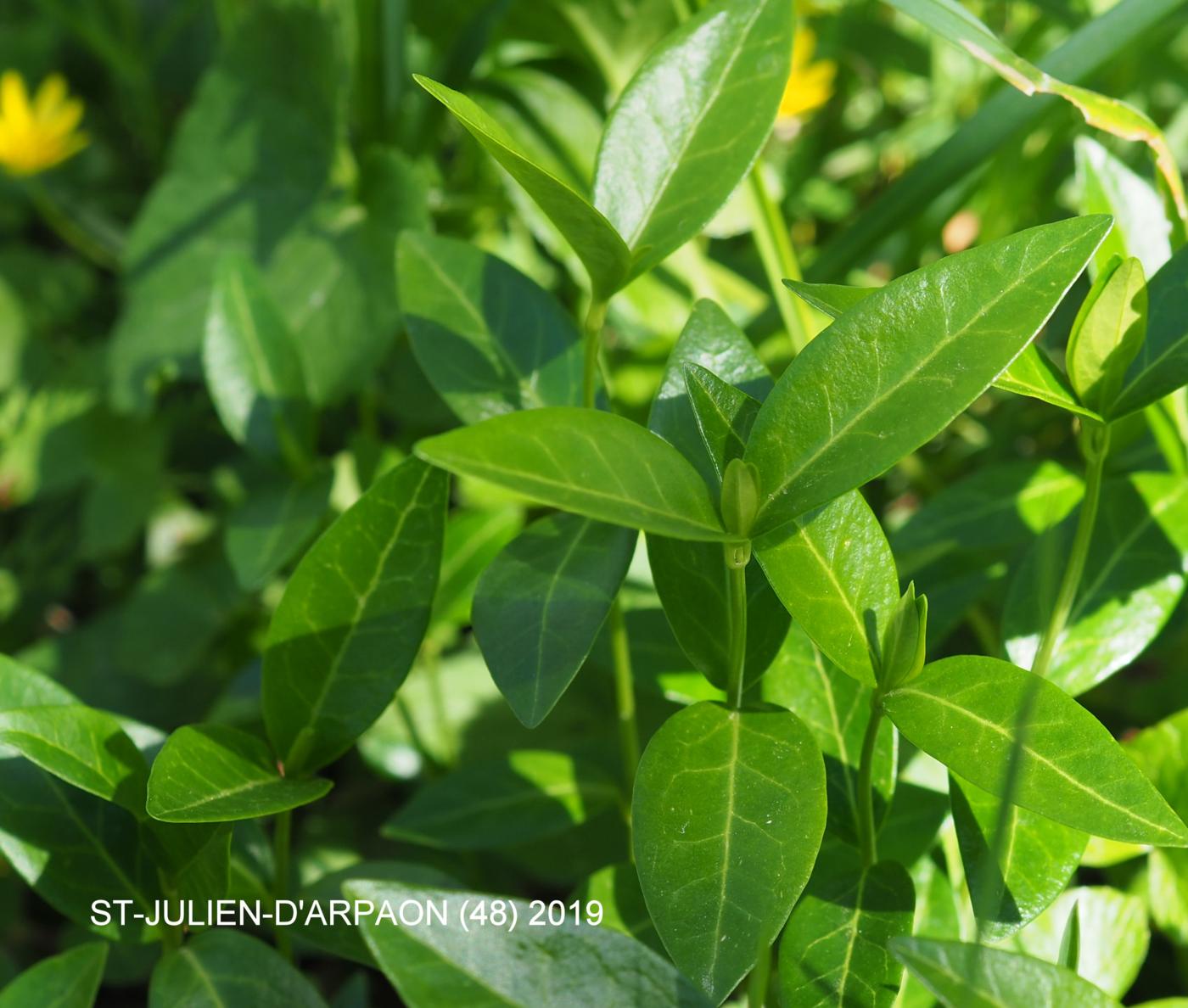 Periwinkle, Lesser leaf